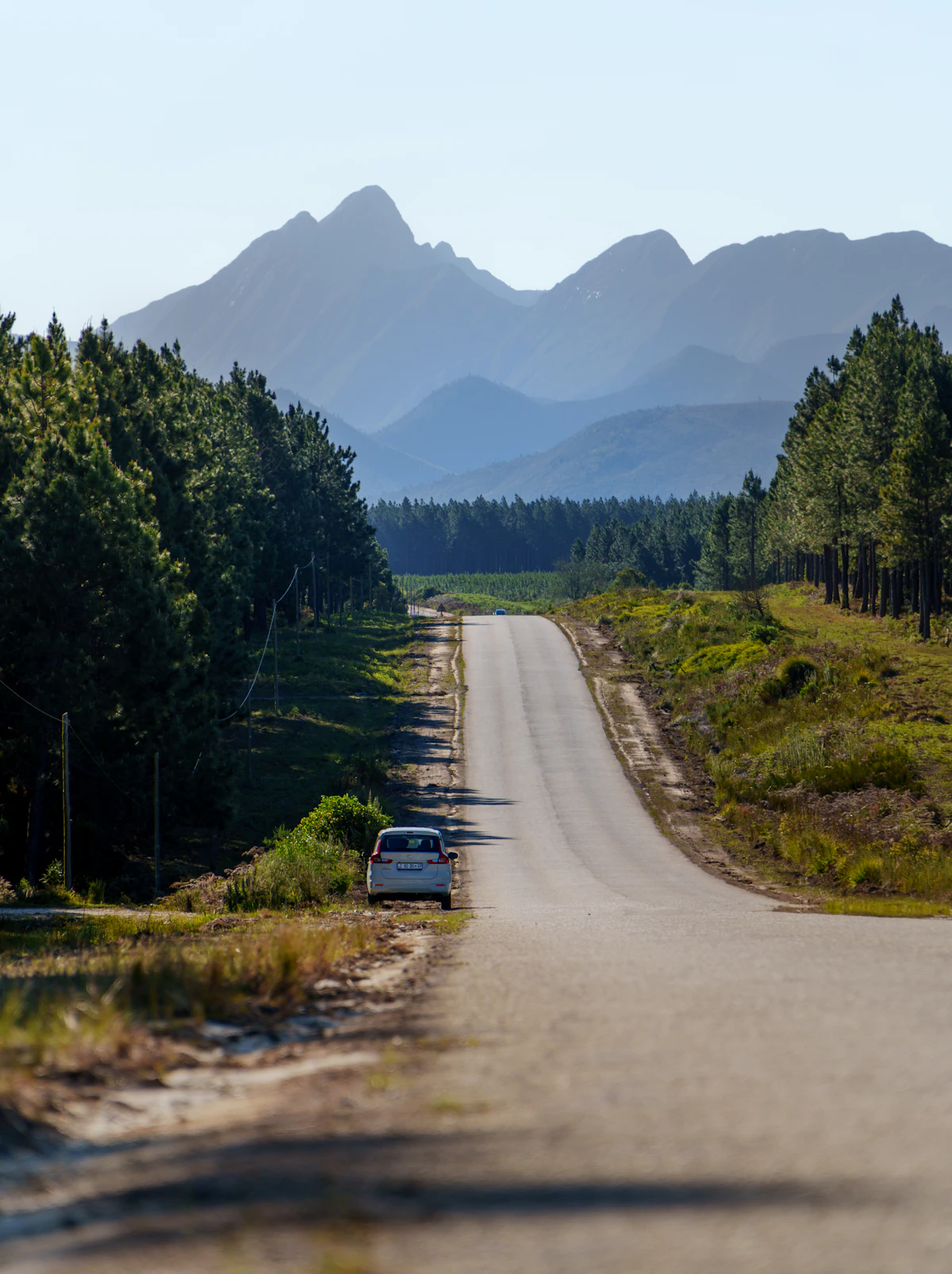 A quiet road through a protected forest landscape