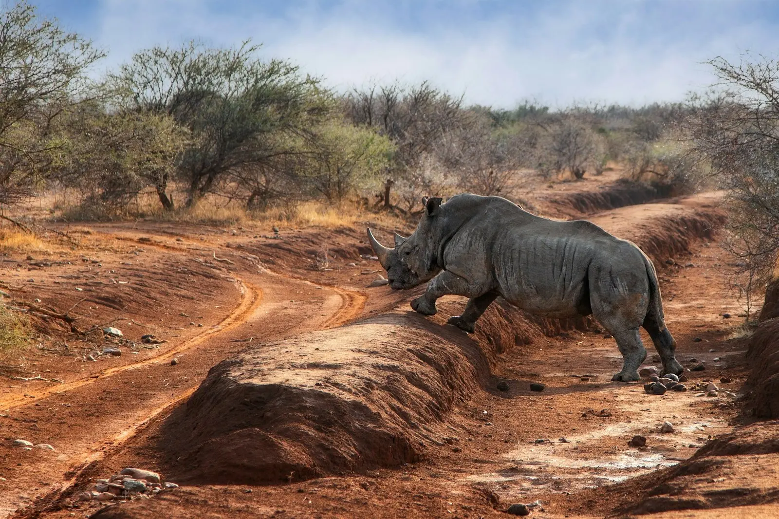 Rhinoceros crossing a safari road in South Africa